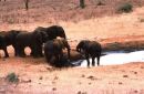 Herd of Elephants at Water Hole, Treetops Hotel
